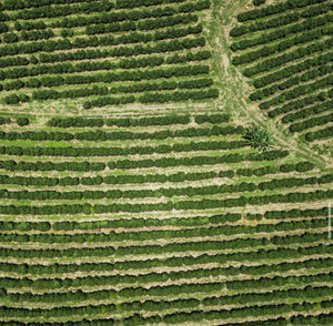 Casa Almeida Barreto Espresso - Brazil - Barista och Espresso